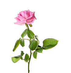 Obraz premium Beautiful pink rose on white background