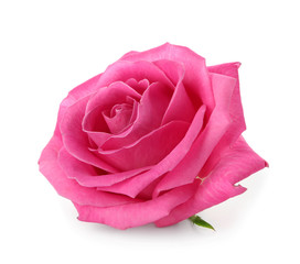 Beautiful pink rose on white background