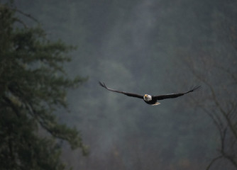 Bald Eagle inFlight