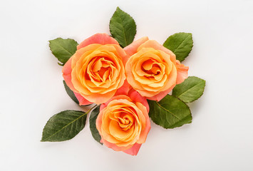 Beautiful roses on white background