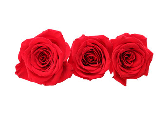 Beautiful red roses on white background