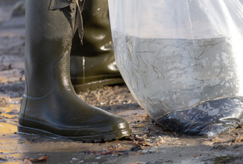 Tausende von beschlagnahmten Aalen wurden im Rhein ausgesetzt