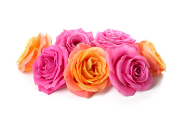 Beautiful roses on white background