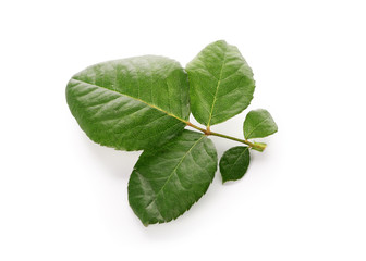 Obraz premium Green leaves of rose on white background