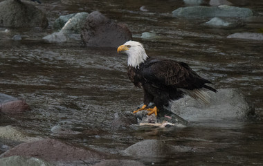 Bald Eagle Feeding