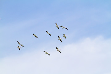 American Pelicans soaring