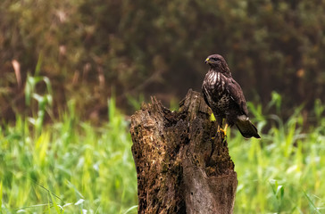 Common buzzard standing on a wood trunk in a grass field