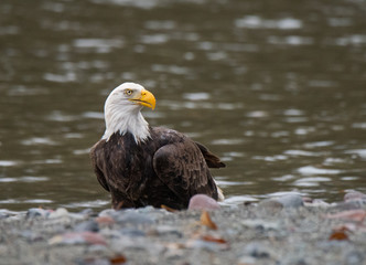 Bald Eagle Feeding