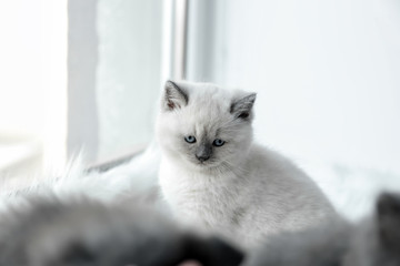 Cute little kitten on window sill