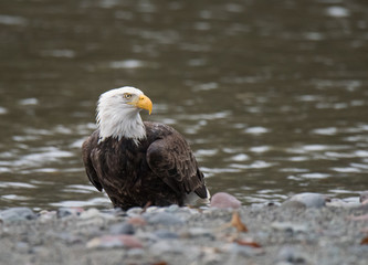 Bald Eagle Feeding