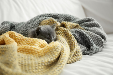 Cute little kitten resting on plaid at home