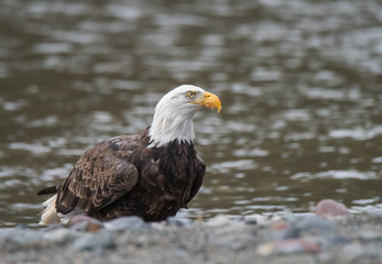 Fototapeta premium Bald Eagle Feeding