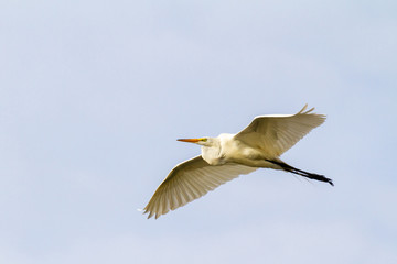Great Egret