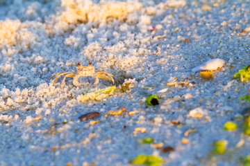 Ghost crab on the beach