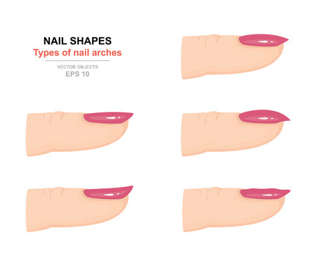 Different kinds of nail shapes. Types of nail arches. Science of human body. Side view. Vector illustration