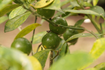 Green Kumquats at garden