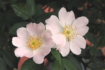 pink flower of wild rose