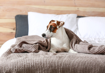 Cute Jack Russell terrier on bed at home