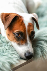 Cute Jack Russell terrier at home