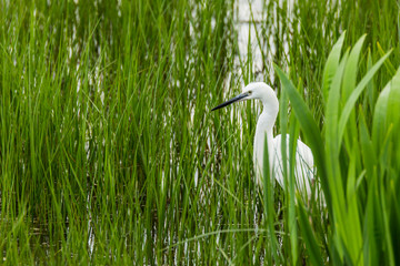 Little egret in Aiguamolls de l'Empordà Nature Reserve, Girona, Spain