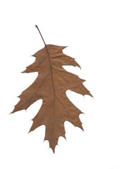 Fototapeta premium brown dry leaf of red oak tree close up