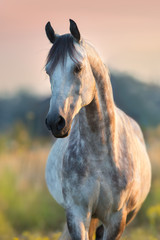 Grey arabian stallion portrait at sunrise light outdoor on pasture