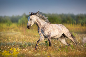 Obraz na płótnie Canvas Grey arabian stallion with long mane run gallop on meadow