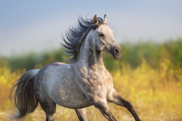 Fototapeta na wymiar Horse run gellop in meadow free
