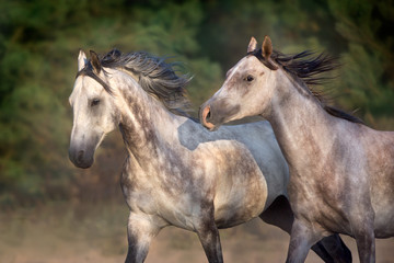 Obraz na płótnie Canvas Two grey horse with long mane run free