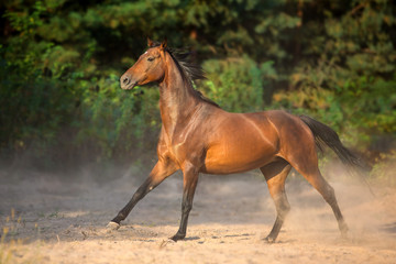Bay horse run gallop with dust
