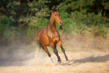 Bay horse run gallop with dust