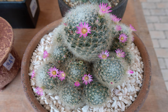 Mammillaria Zeilmanniana" Images  Browse 46 Stock Photos, Vectors, and  Video | Adobe Stock