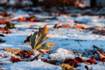 Autumn leaves morning frost macro nature cold