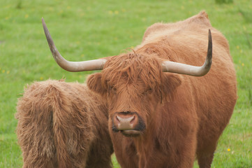Highland cattle in Scotland. Female and calf