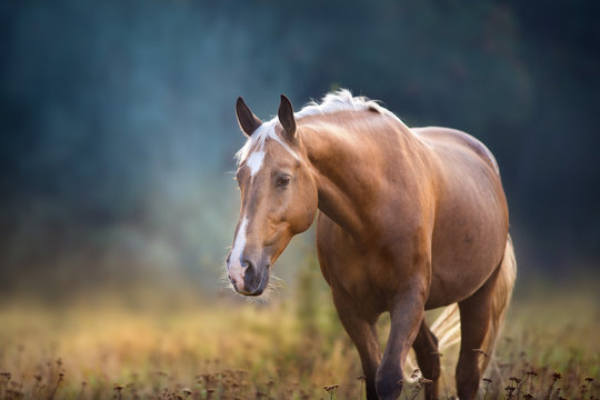 Fototapeta Cream horse close up portrait in motion in fog morning at sunlight