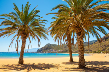Naklejka na ściany i meble palm trees Playa las Teresitas Beach, Tenerife