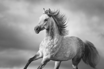 Naklejka premium Portret konia arabskiego z długą grzywą w ruchu. Czarny i biały