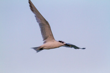Sandwich Tern flying