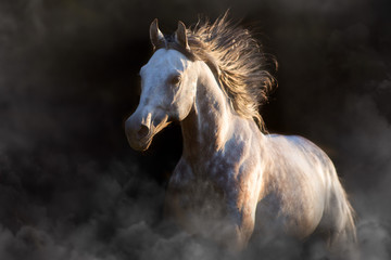 Grey stallion run in dark background in dust