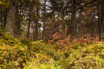 Ancient Caledonian forest on the shores of Loch Rannoch, Perth and Kinross, Scotland. 18 October 2018