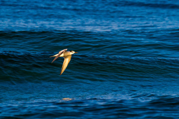 Tern flying over the waves