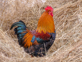 Motley domestic cocks and hens graze in a winter yard in the countryside. Nature in the village, snow