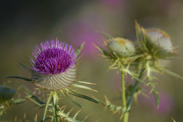 Cardo scardaccio (Cirsium eriophorum),fioritura in primo piano