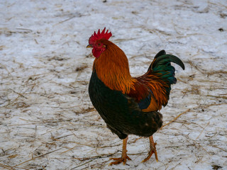 Motley domestic cocks and hens graze in a winter yard in the countryside. Nature in the village, snow