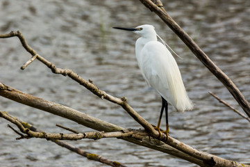 Little egret in Aiguamolls de l'Empordà Nature Reserve, Girona, Spain