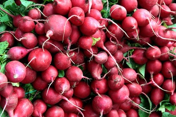 bunches of red radish close up