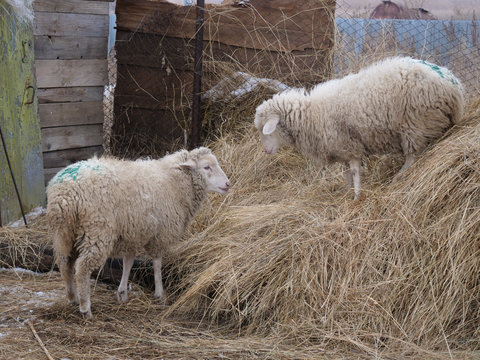 Domestic white sheep graze in the winter yard in the countryside. Nature in the village, snow