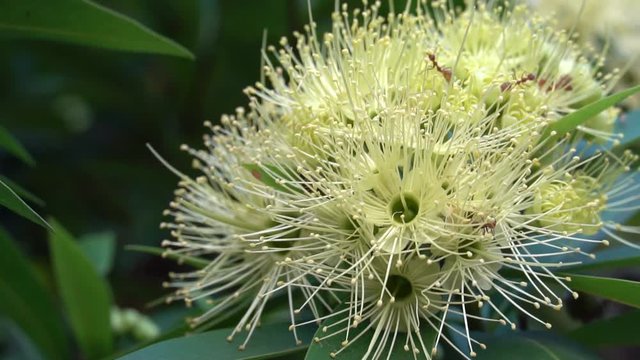 Slow motion of Golden Penda or Xanthostemon chrysanthus flower beautiful on a tree in the garden.
