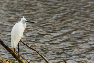 Little egret in Aiguamolls de l'Empordà Nature Reserve, Girona, Spain