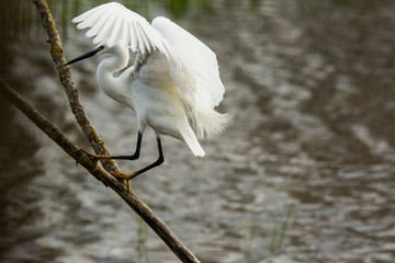 Little egret in Aiguamolls de l'Empordà Nature Reserve, Girona, Spain